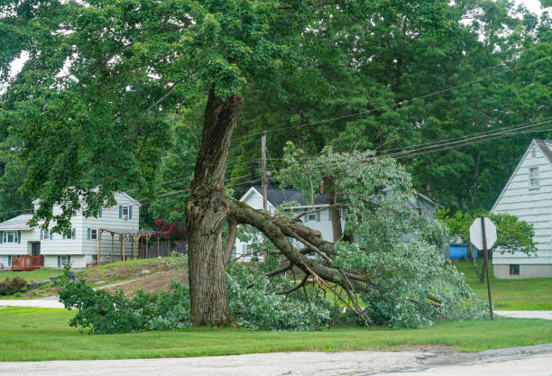 The Steps Involved in Our Tree Care Process in Edwardsburg, MI